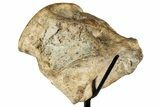 Polished Fossil Mosasaur Vertebra w/ Metal Stand - Texas #350970-3